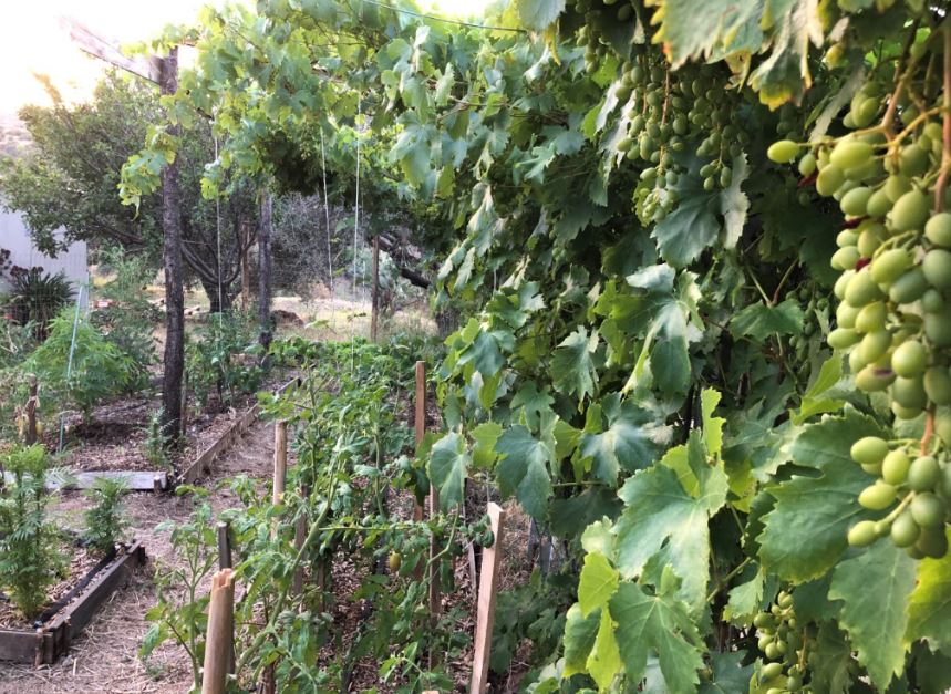 The small house garden under the grapevine pergola
