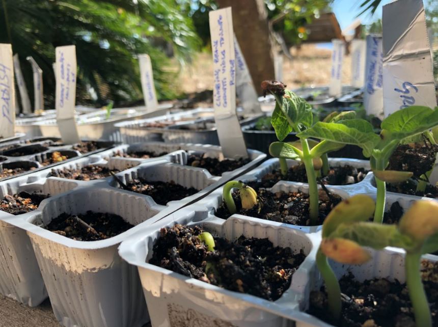 Planting out the new beds