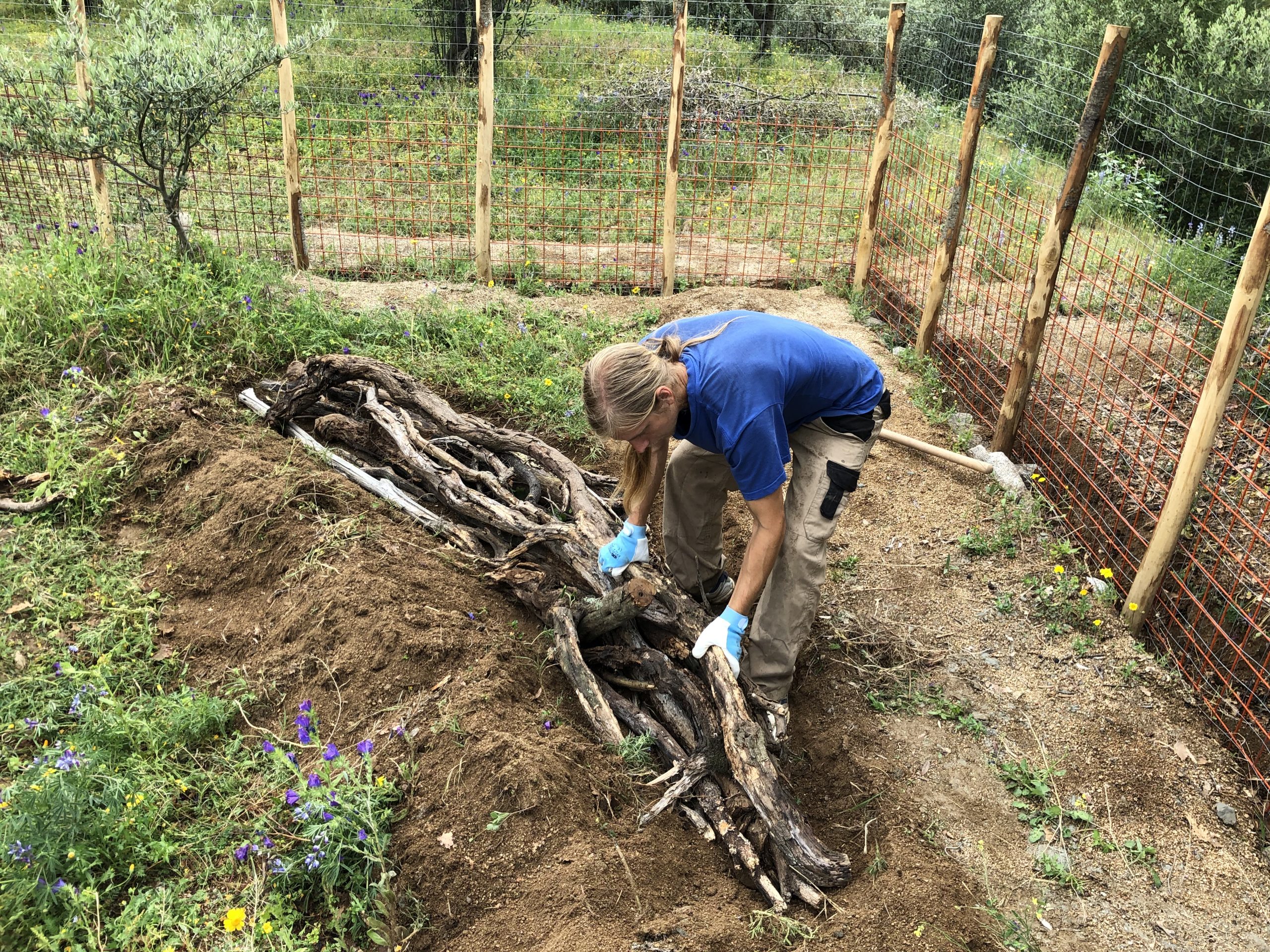 The gecko-shaped hügelkultur bed