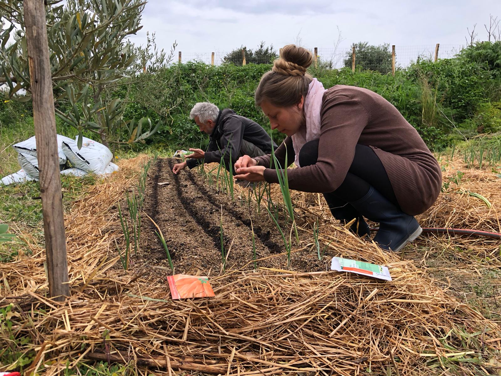 Planting carrot seeds between rows of onion seedlings