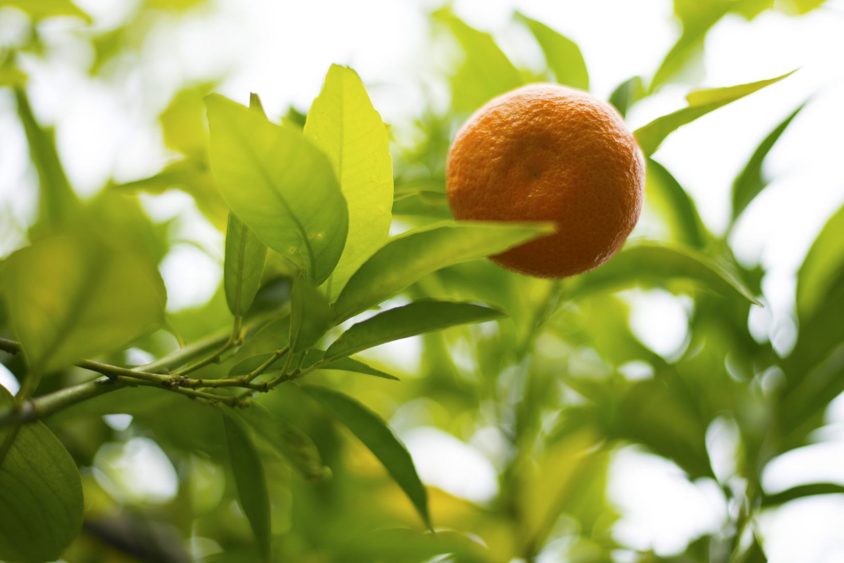 A mandarin