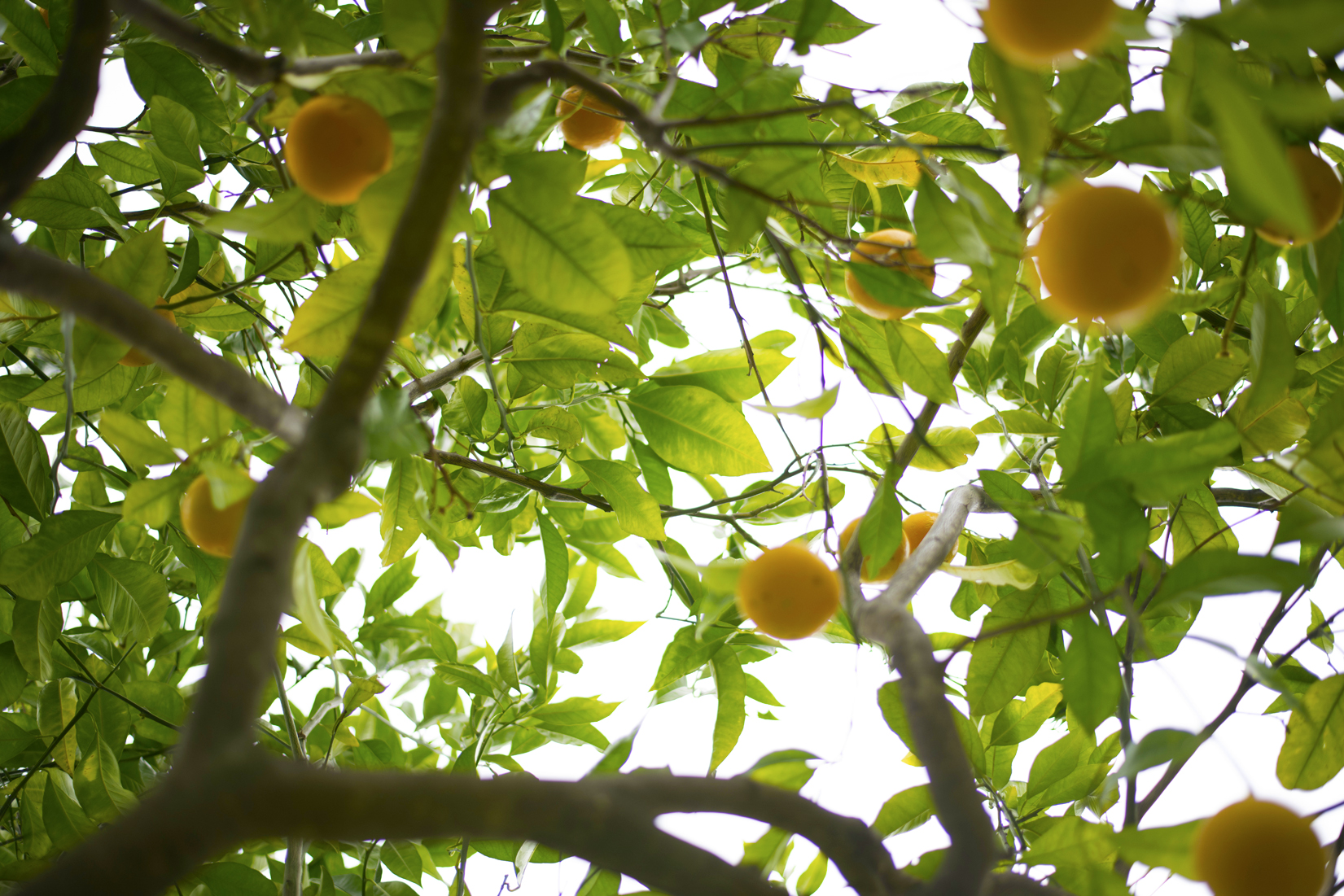 More oranges