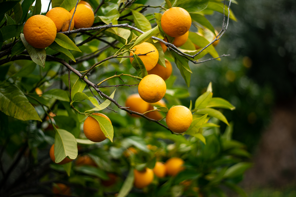 Ripe oranges