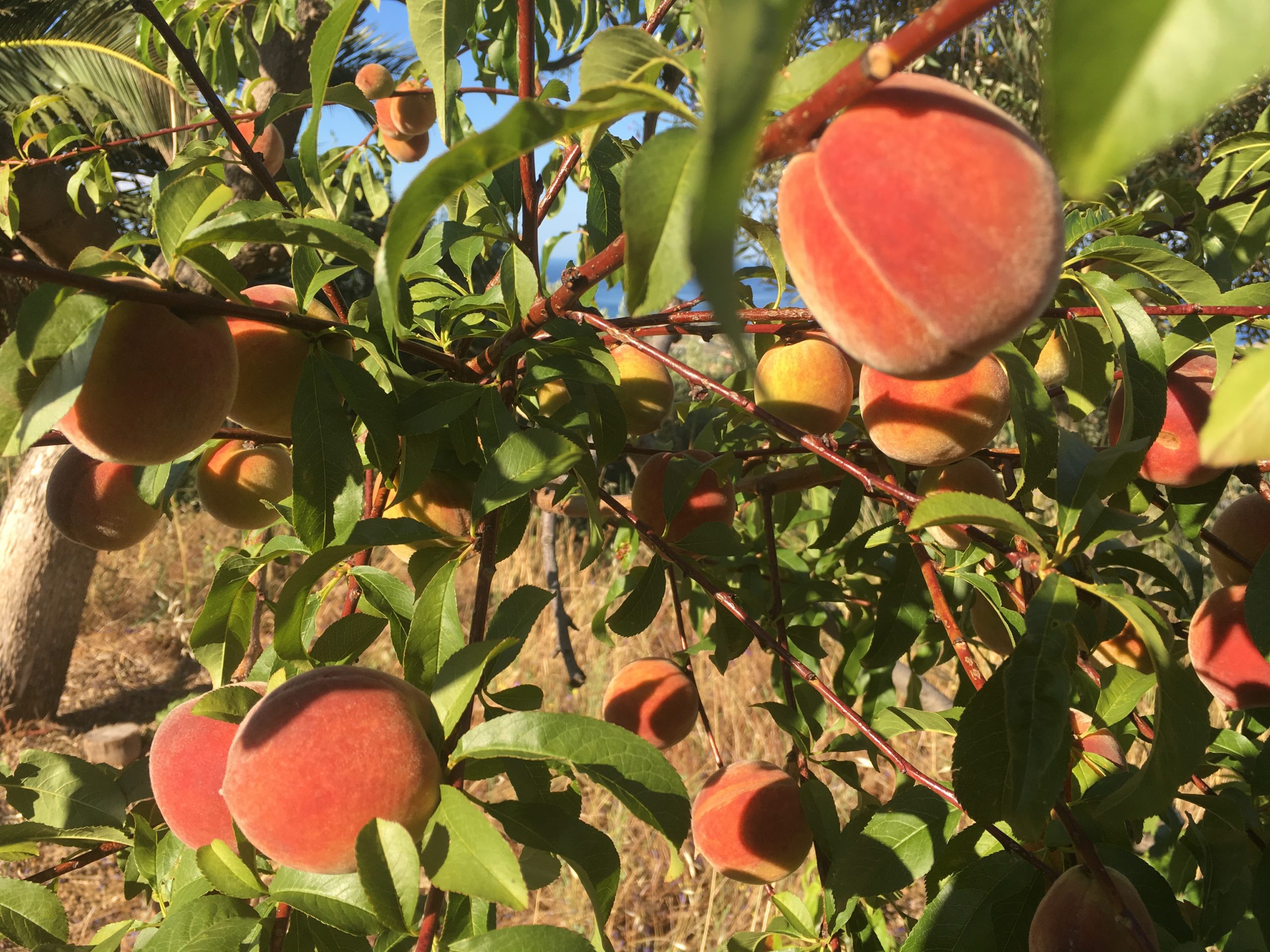 Ripe peaches