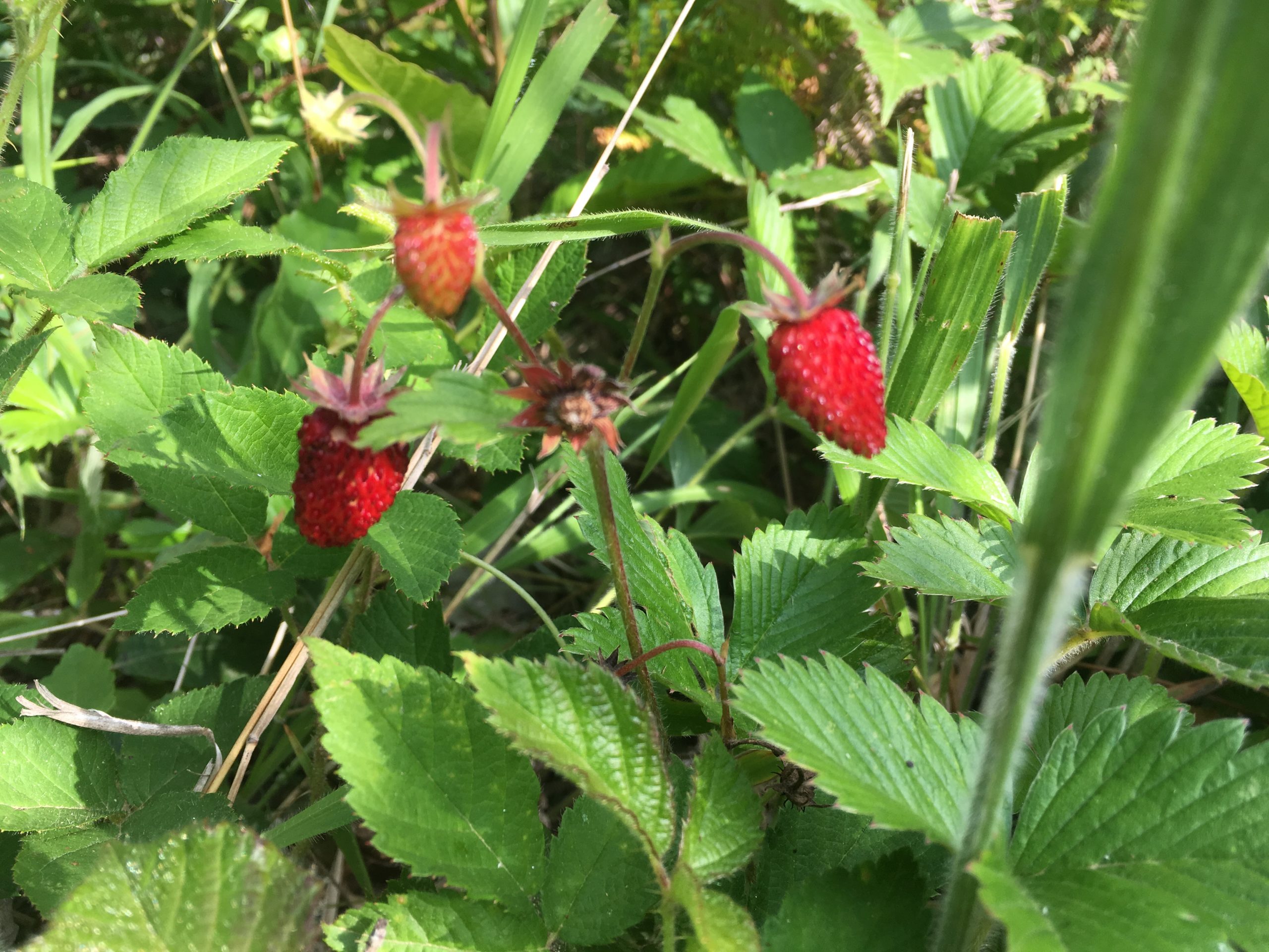 Strawberries in the herbaceous layer
