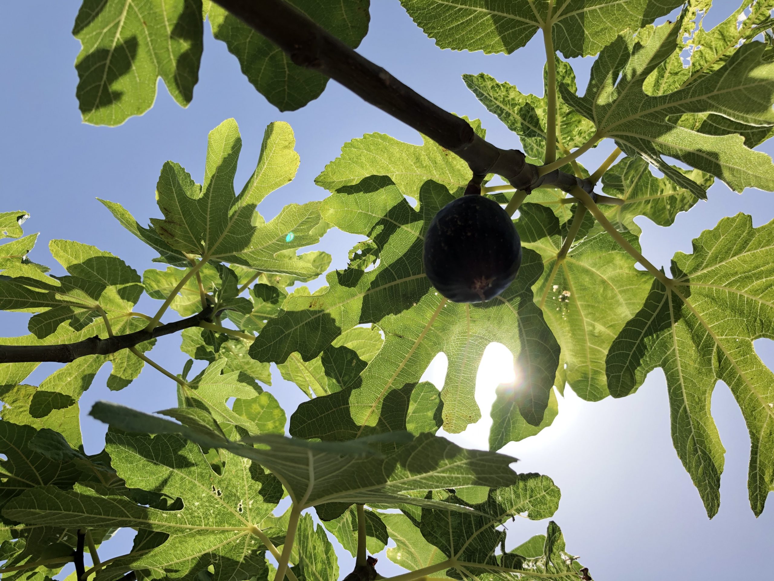 A black fig