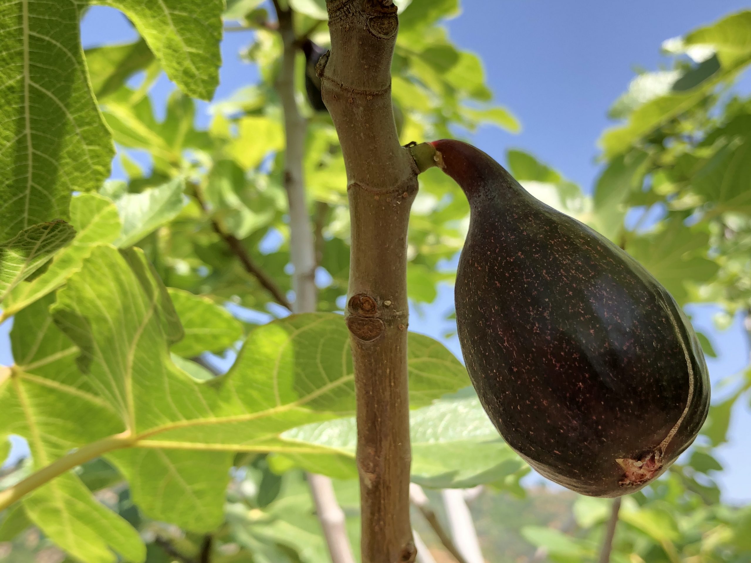 A ripe fig on the tree