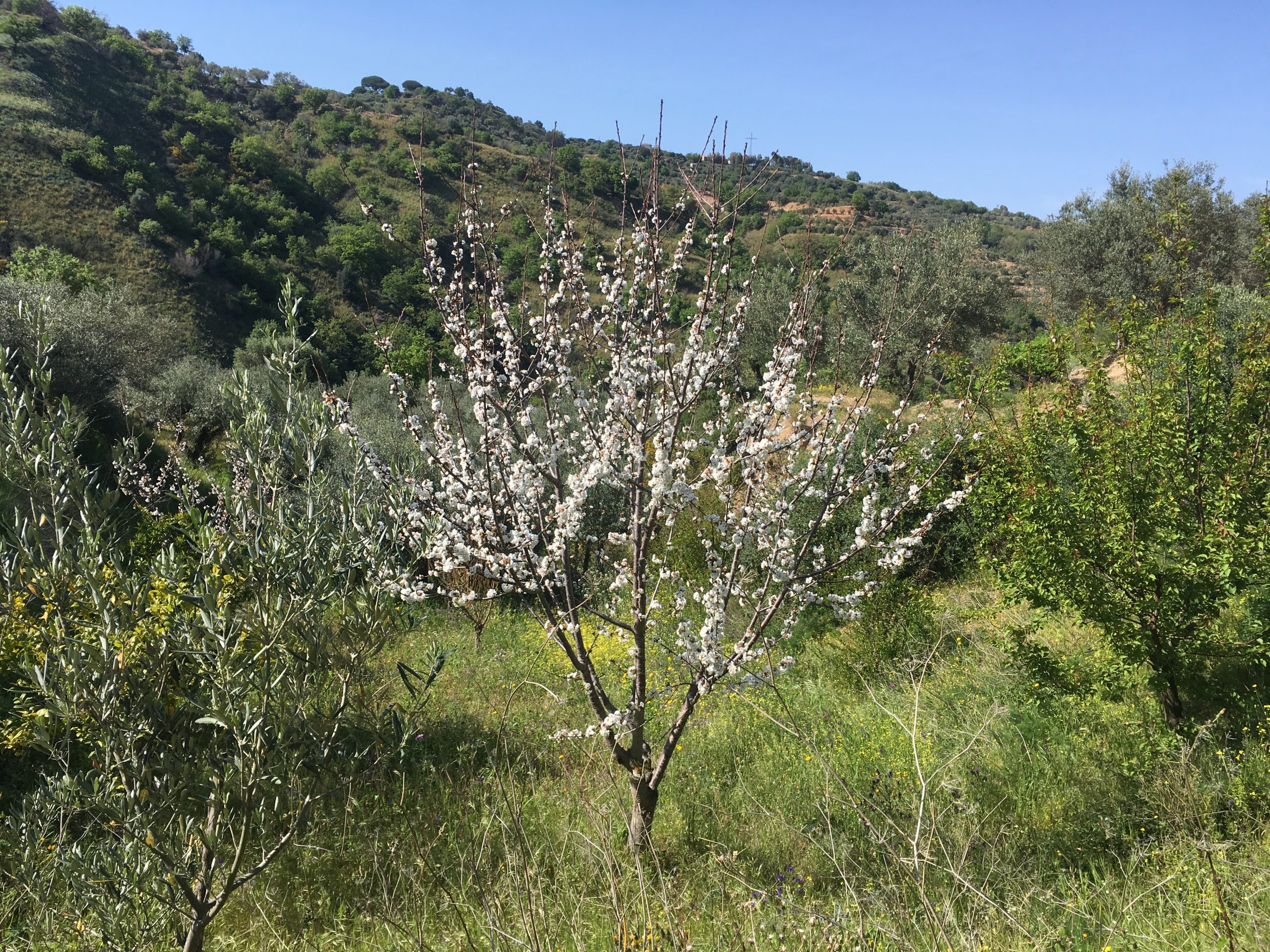 A cherry tree