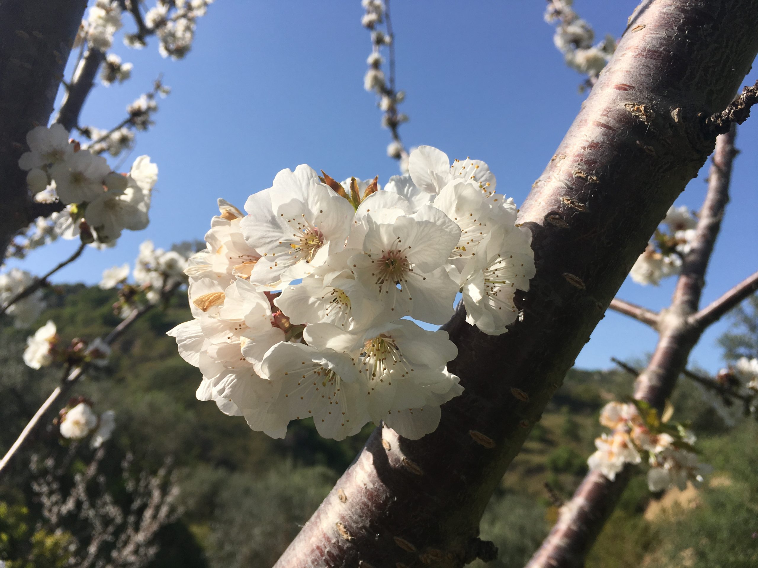 Cherry blossom
