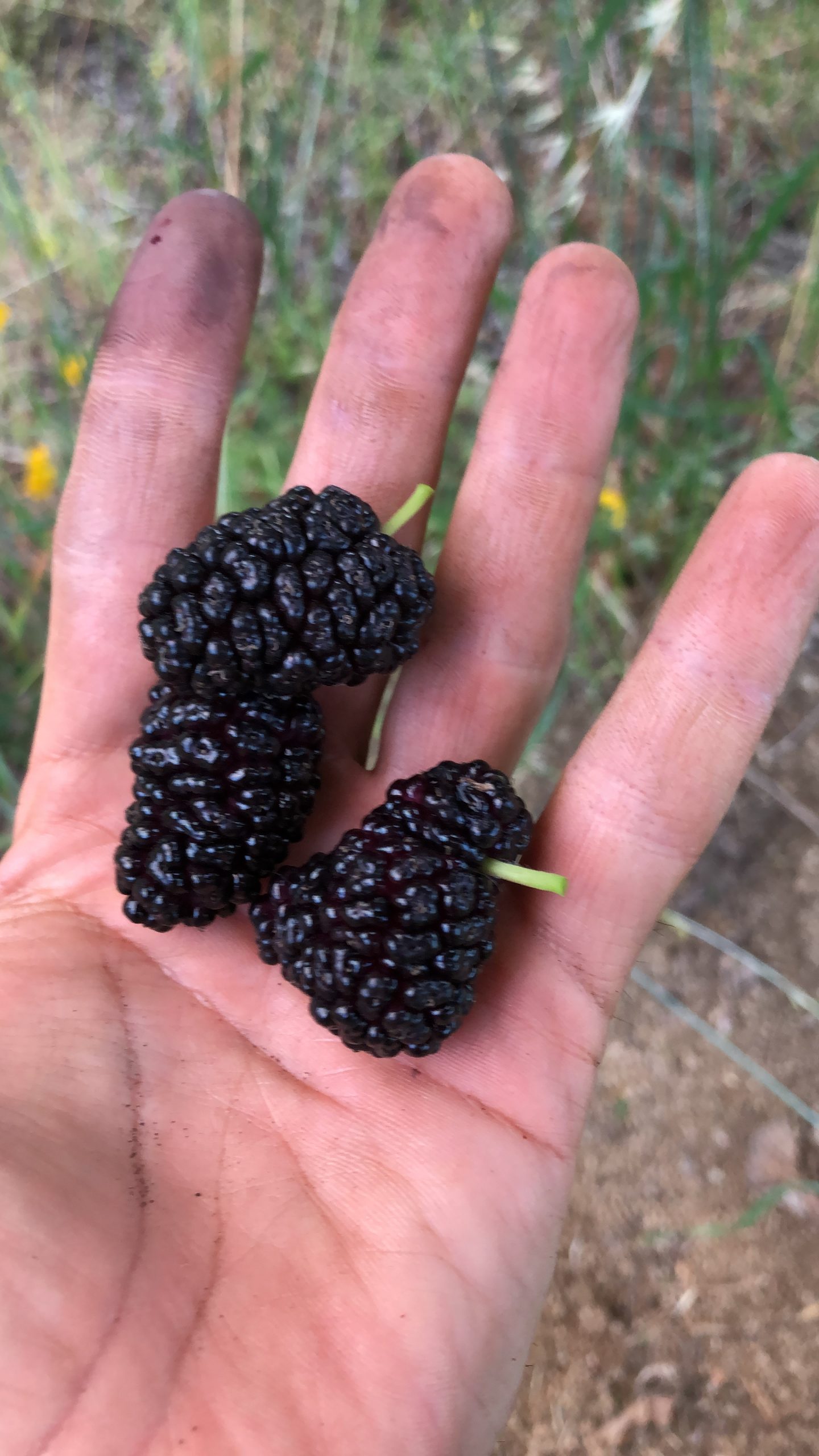 Mulberries