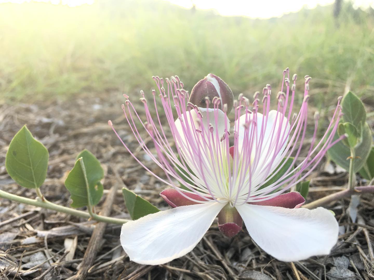 A caper plant