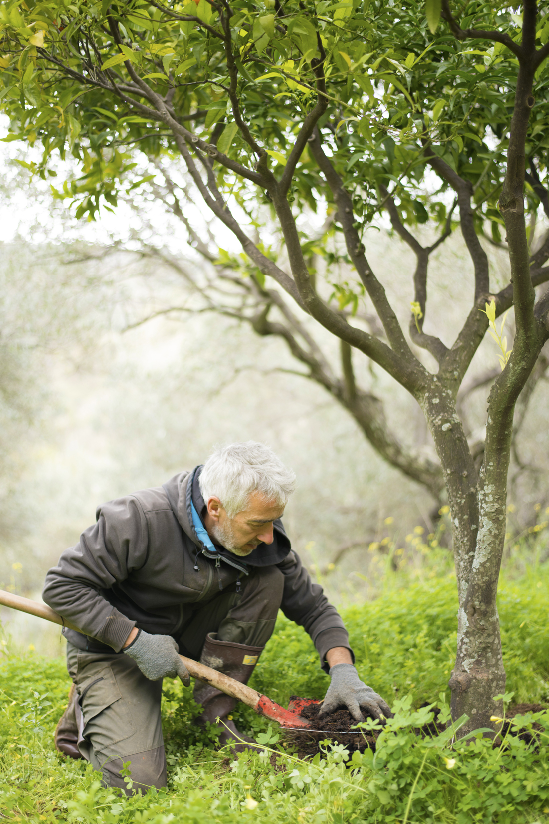Adding seasoned high-fungal compost to an orange tree