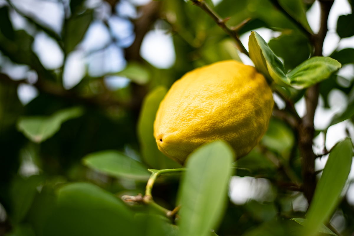 A citron (cedro)