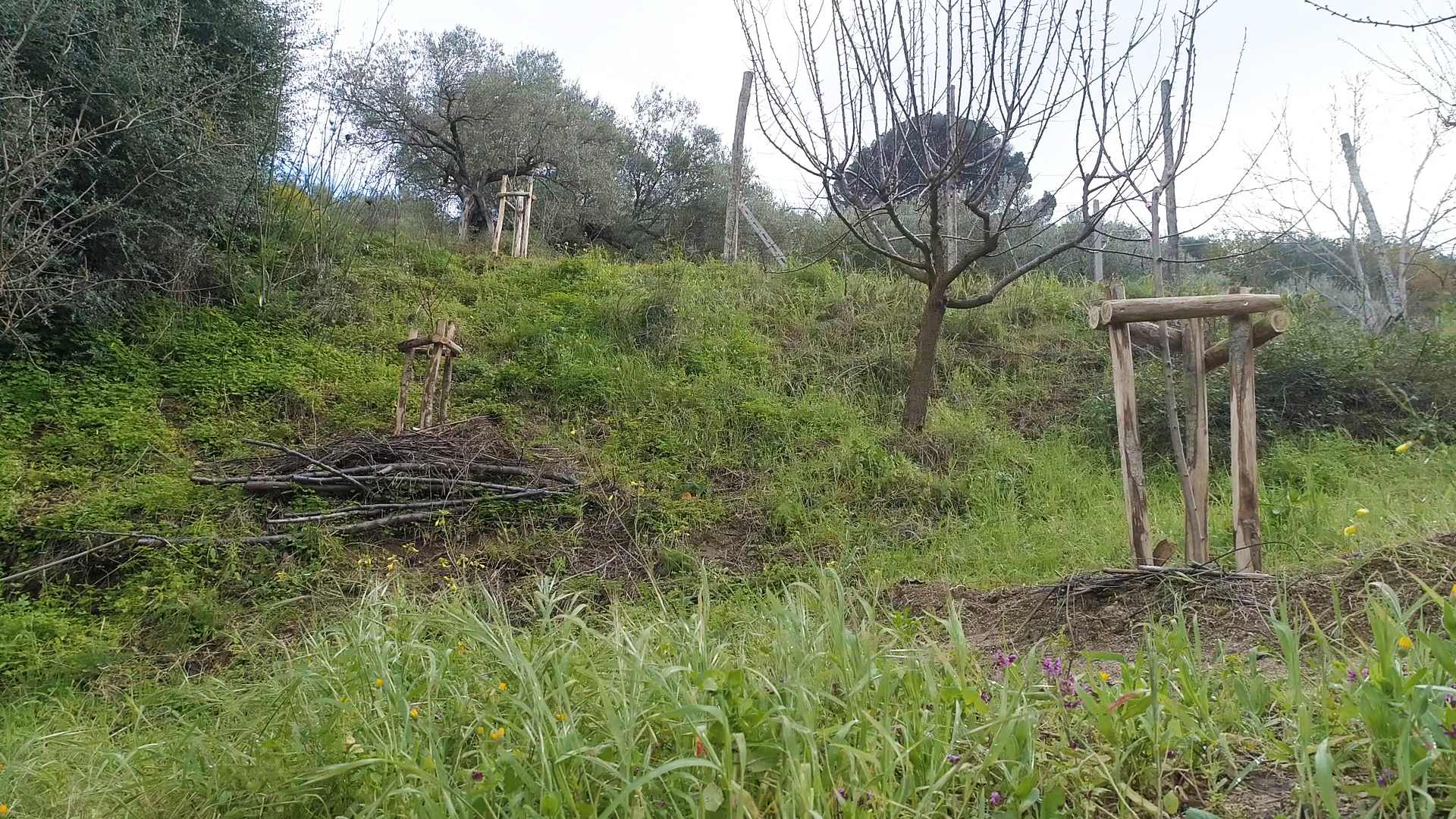 View across the food forest area