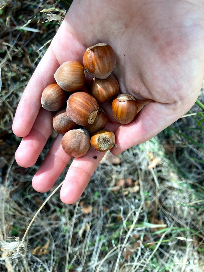 Hazelnuts