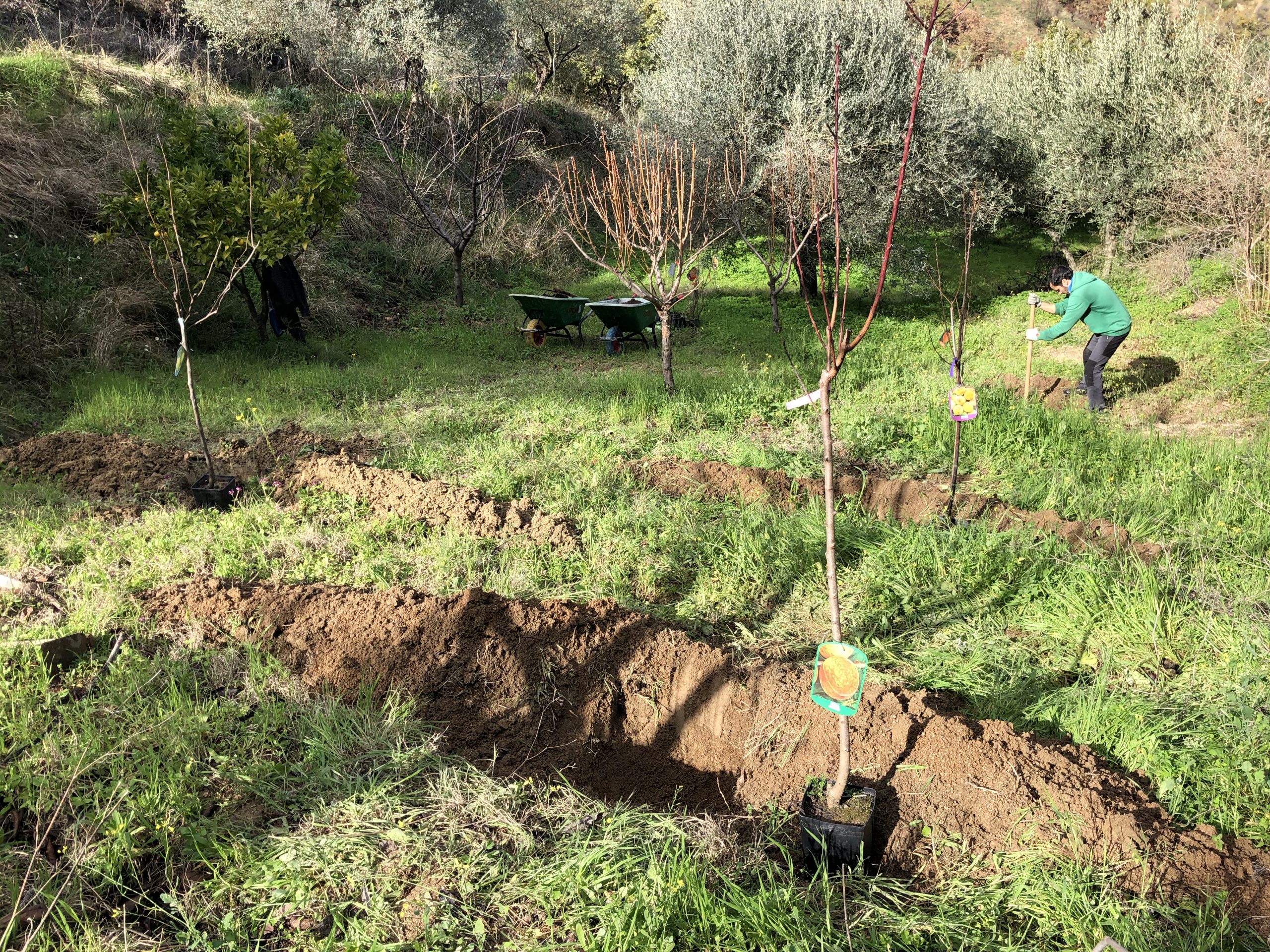 View of the future food forest with freshly dug swales
