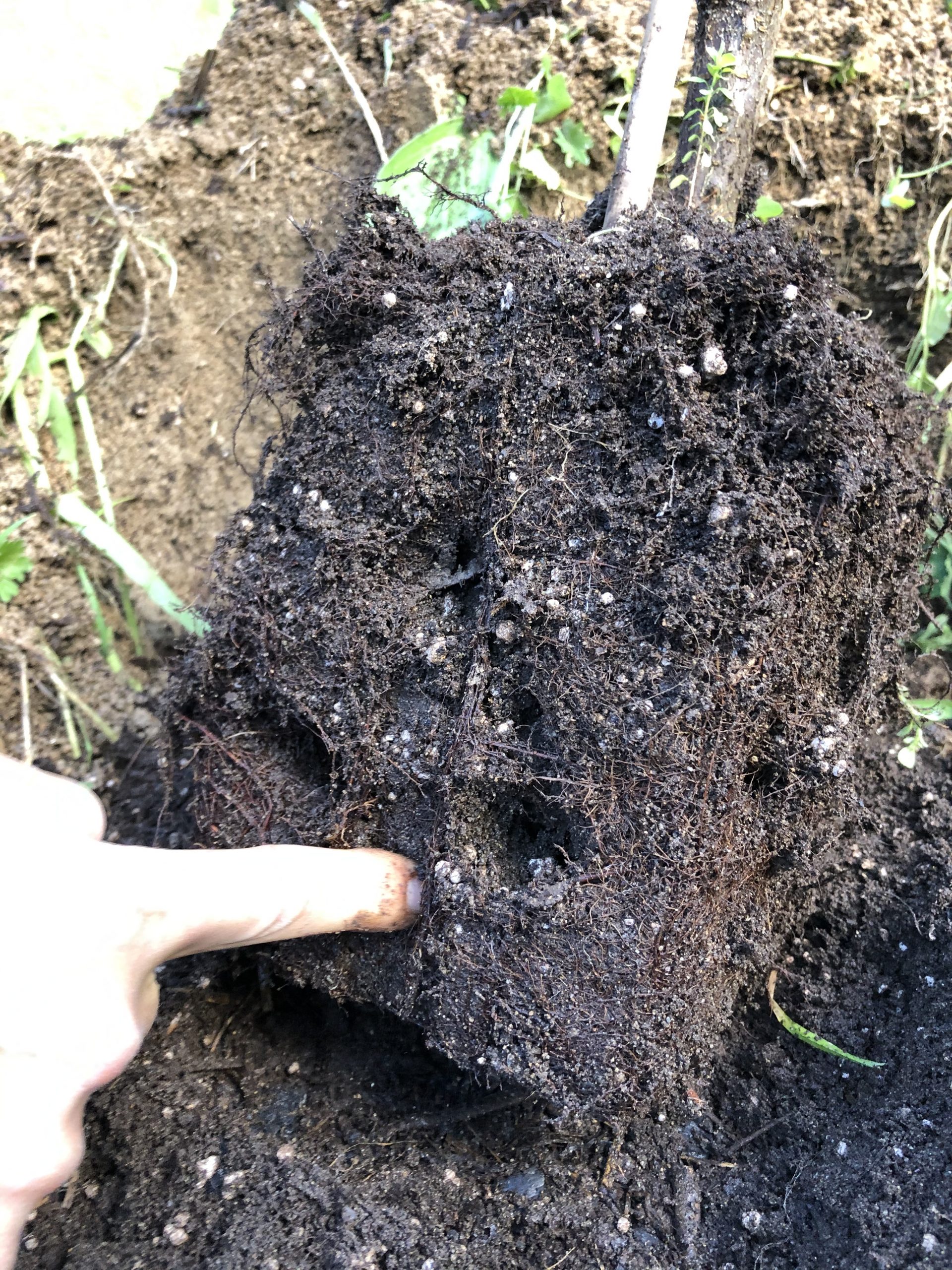 Loosening the root ball before planting