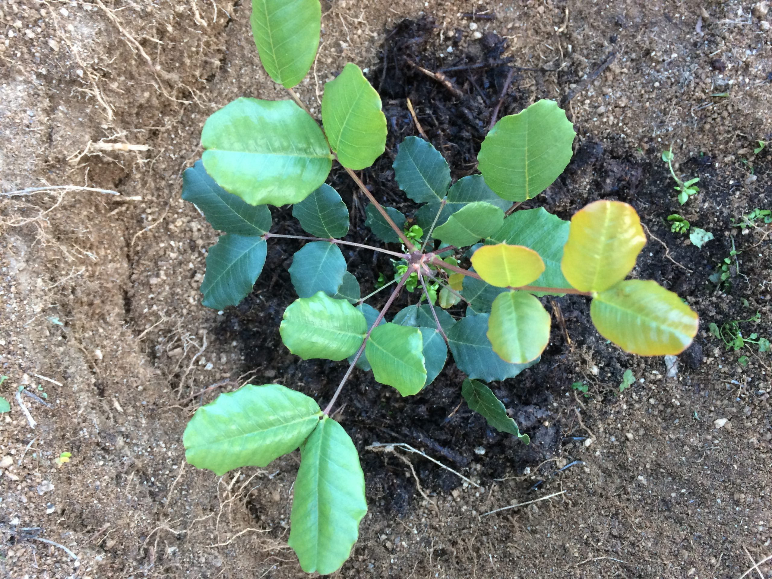 Young carob sapling