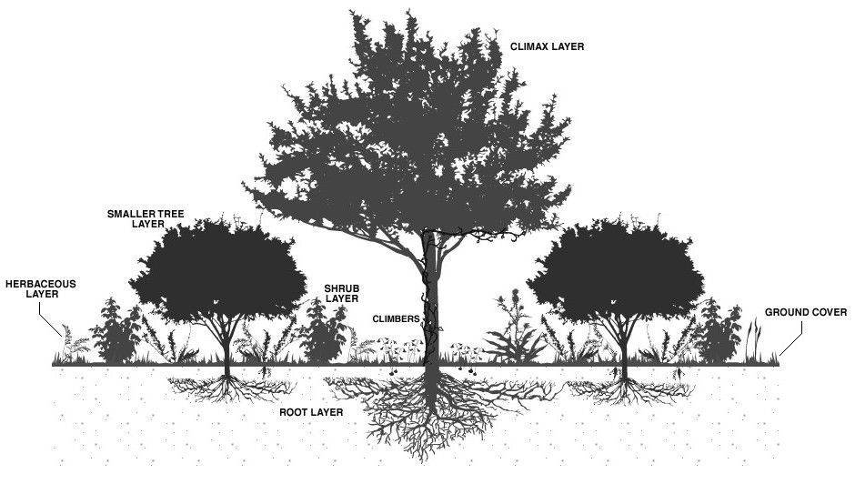 More fruit trees – Starting a food forest!